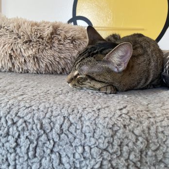 Purr Cup Cafe - Coffee & Tea Near Me - Raleigh, North Carolina