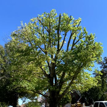 Williams Tree & Lawn Service - Enhance your curb appeal. We ensure your property is safe and thriving. - Tree Services Near Me - Rogers, Arkansas Williams Tree & Lawn Service - Enhance your curb appeal. We ensure your property is safe and thriving. - Tree Services Near Me - Rogers, Arkansas
