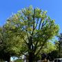 Photo of Williams Tree Service NWA