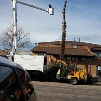 Monkey On The Tree - Tree Services Near Me - Westminster, Colorado Monkey On The Tree - Tree Services Near Me - Westminster, Colorado