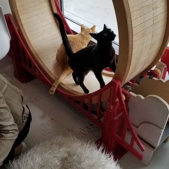 KitTea - Pet Adoption Near Me - San Francisco, California