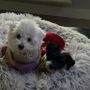 Family and Friends Veterinary Care