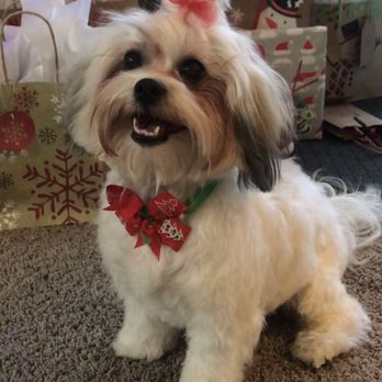 Noah's Arf - Pet Groomers Near Me - Redlands, California