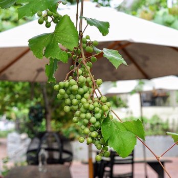 Big Bear Cafe - Love sitting under the grape vines on a beautiful summer day. - Cafes Near Me - Washington, DC, District of Columbia Big Bear Cafe - Love sitting under the grape vines on a beautiful summer day. - Cafes Near Me - Washington, DC, District of Columbia