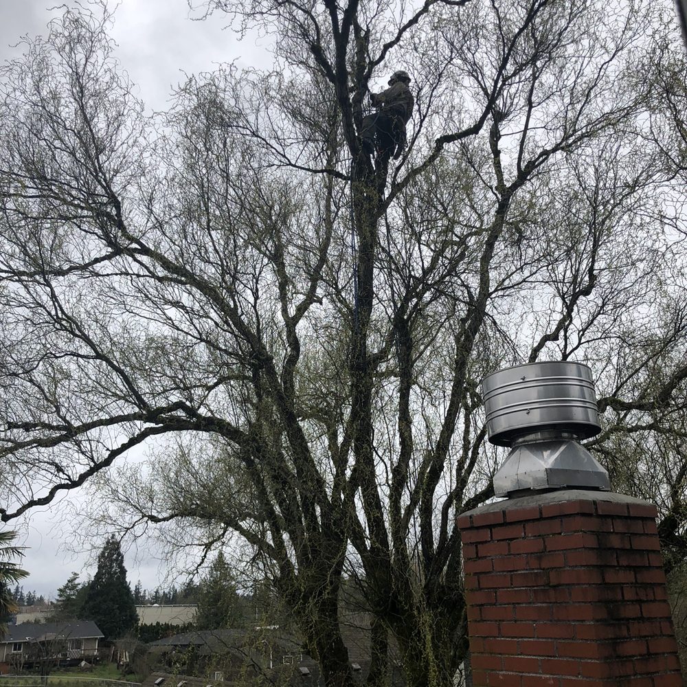 Zach's Residential Tree Services - Tree trimmer - Tree Services Near Me