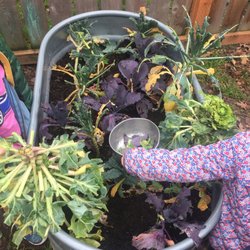 Wedgwood Cooperative Preschool - Tiny gardeners enjoying the outdoor play space.