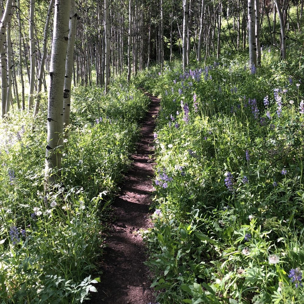 Nature Trail - Hiking Near Me - Aspen, Colorado Nature Trail - Hiking Near Me - Aspen, Colorado