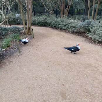 Japanese Garden - Botanical Gardens Near Me - Houston, Texas