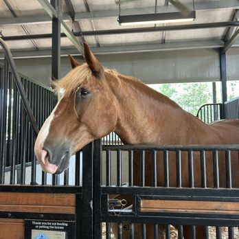 Tri-Circle-D Ranch - Red - Horseback Riding Near Me - Orlando, Florida