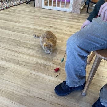 The House Cat - Coffee & Tea Near Me - Ogden, Utah The House Cat - Coffee & Tea Near Me - Ogden, Utah