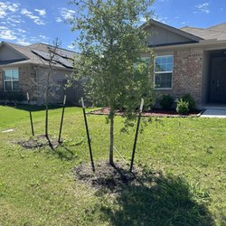 Hope Valley Tree Farm - My reference tree.