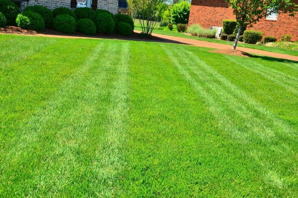 Reliable Lawn & Landscape Maintenance - From quality lawn mowing to proven lawn care services and total lawn & landscape Romero Construction & Design has you covered. Reliable Lawn & Landscape Maintenance - From quality lawn mowing to proven lawn care services and total lawn & landscape Romero Construction & Design has you covered.