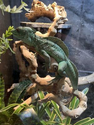 Santa Fe Reptile and Bug Museum by null