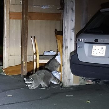 Renaissance at 29th - Raccoons at Renaissance at 29th! Watch your kids! - Apartments Near Me - Vancouver, Washington