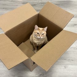 Frisky Cat Cafe