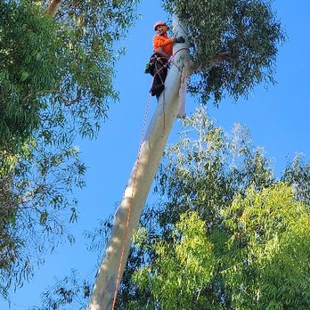 Califa Tree Care - Great climber - Tree Services Near Me Califa Tree Care - Great climber - Tree Services Near Me