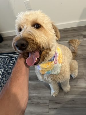 Groomingdale's of Austin