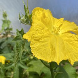 The Luffa Farm - Luffa bloom in the vine