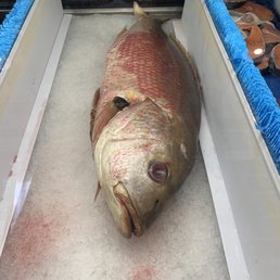 Red snapper 12 lb er