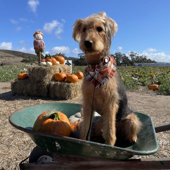 Tilt pet spa - Fall pics with new cut - Pet Groomers Near Me - San Francisco, California Tilt pet spa - Fall pics with new cut - Pet Groomers Near Me - San Francisco, California