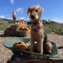 Photo of Tilt pet spa