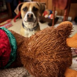 Mays Landing Veterinary Hospital - One of our patients enjoying her christmas gift!