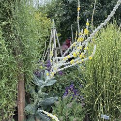 Giant silver mullein