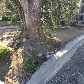 Aper's Tree Service - Before - Tree Services Near Me - Sunland, California Aper's Tree Service - Before - Tree Services Near Me - Sunland, California