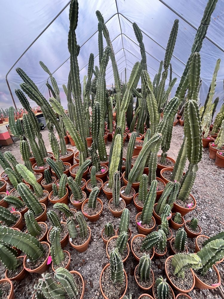 CACTUS QUEEN DFW Updated August 2024 10 Photos 2423 Langford St