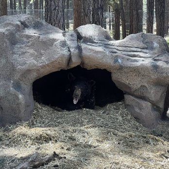 Bearizona - Zoos Near Me - Williams, Arizona Bearizona - Zoos Near Me - Williams, Arizona