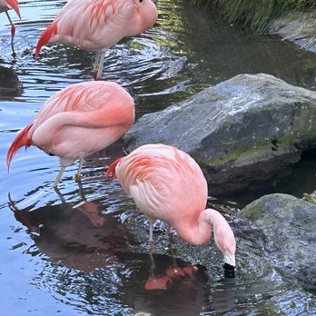 The Redwood Sky Walk - Flamingos - Parks Near Me - Eureka, California