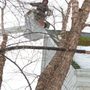 Photo of Advanced Tree Services