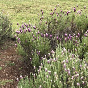 Ali'i Kula Lavender - Tours Near Me - Kula, Hawaii