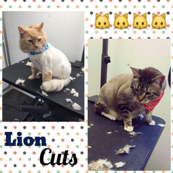 Pampered Paws - Pet Groomers Near Me Pampered Paws - Pet Groomers Near Me