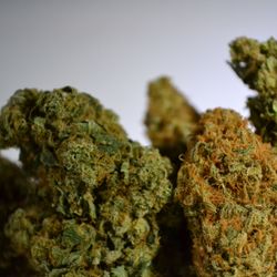 Beaver Bowls - Nugs! Nugs! Nugs!