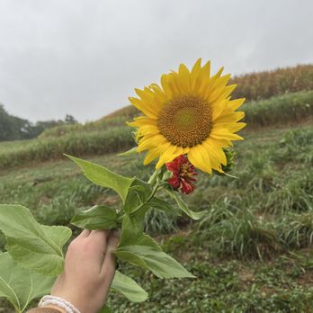 Country Pumpkins - Picking sunflowers and Zinnias behind the large maze. - Pumpkin Patches Near Me - Dry Ridge, Kentucky Country Pumpkins - Picking sunflowers and Zinnias behind the large maze. - Pumpkin Patches Near Me - Dry Ridge, Kentucky