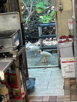 The Pecking Order Fried Chicken & Pies by null