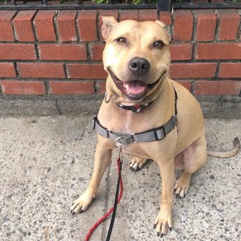 Ditmas Paws - That's one happy pup! - Dog Walkers Near Me - Brooklyn, New York Ditmas Paws - That's one happy pup! - Dog Walkers Near Me - Brooklyn, New York