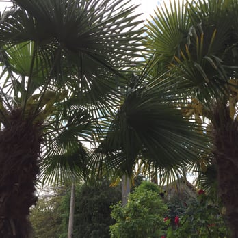Palms Northwest - Looking up under Palm Trees - Nurseries & Gardening Near Me - Auburn, Washington