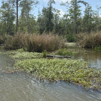 Jean Lafitte Swamp Tour - Boat Tours Near Me - Marrero, Louisiana