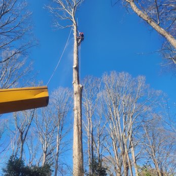 A's Tree Service - Tree Services Near Me - Charlotte, North Carolina A's Tree Service - Tree Services Near Me - Charlotte, North Carolina