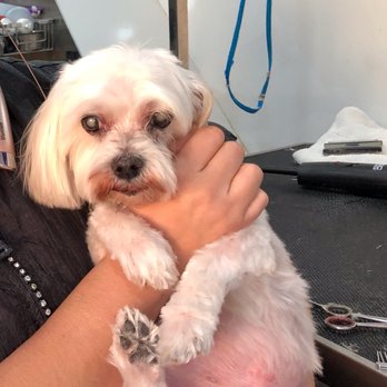 Elenas Canine Designs - Pet Groomers Near Me