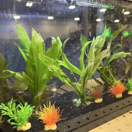 Live aquarium plants Live aquarium plants