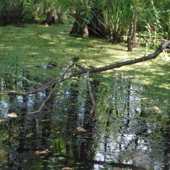 Dragon Lady Airboats - The Blue Elbow - Boat Tours Near Me - Orange, Texas