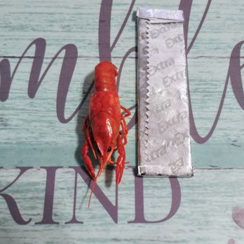Red Claws Crab Shack - Baby Crawfish(smallest one I ever had) - Seafood Near Me - Fort Worth, Texas Red Claws Crab Shack - Baby Crawfish(smallest one I ever had) - Seafood Near Me - Fort Worth, Texas