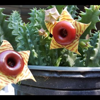 Airplantation - How amazing is this one?!?! - Nurseries & Gardening Near Me - Sarasota, Florida Airplantation - How amazing is this one?!?! - Nurseries & Gardening Near Me - Sarasota, Florida