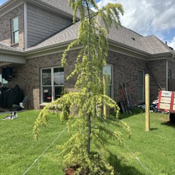 Hedge of Protection Landscaping and Coatings LLC - Mr. Tom, a deodar cedar planted in remembrance of a dear friend.
