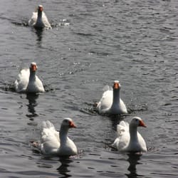 Sullivan's Pond