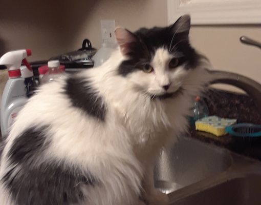 Stockton Veterinary Emergency And Specialty Center 1661 W Fremont St Stockton Ca Veterinarians Mapquest