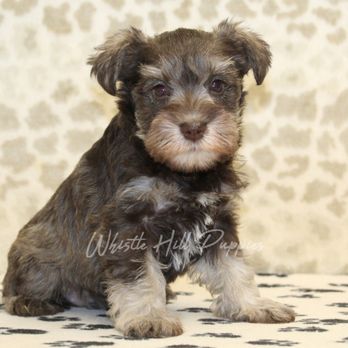 Whistle Hill Puppies - Pet Breeders Near Me Whistle Hill Puppies - Pet Breeders Near Me
